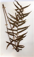 藏品(密毛毛蕨)的圖片